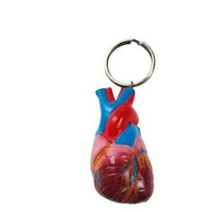 PVC Heart Keyring Accessories Medical Science Body Organ Gift Keychain Lightweight Waterproof